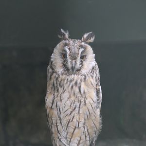 Eurasian Long-Eared Owl
