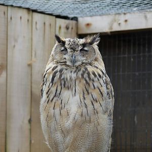 Turkestan Eagle-Owl