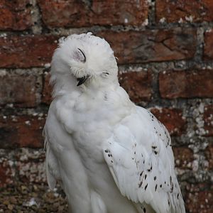 Snowy Owl