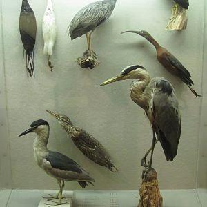 Hall of New York City Birds Herons & Ibis