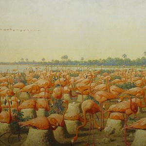 Leonard C. Sanford Hall of North American Birds American Flamingo Mural