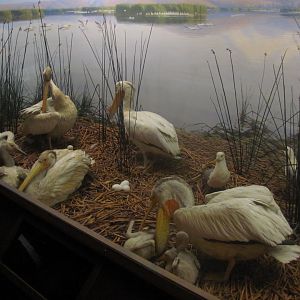 Leonard C. Sanford Hall of North American Birds American White Pelican Diorama