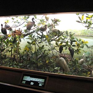 Leonard C. Sanford Hall of North American Birds Cuthbert Rookery Diorama