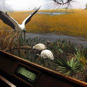 Leonard C. Sanford Hall of North American Birds Wood Stork Diorama