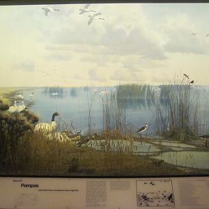 Hall of the Birds of the World Pampas Diorama