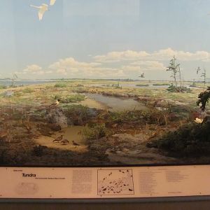 Hall of the Birds of the World Tundra Diorama