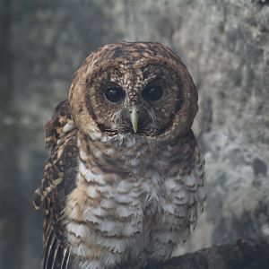 Rusty-Barred Owl