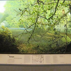 Hall of the Birds of the World Europe Diorama