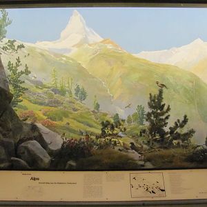 Hall of the Birds of the World Alps Diorama