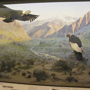 Hall of the Birds of the World High Andes Diorama