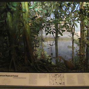 Hall of the Birds of the World American Tropical Forest Diorama