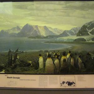 Hall of the Birds of the World South Georgia Diorama