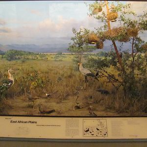 Hall of the Birds of the World East African Plains Diorama