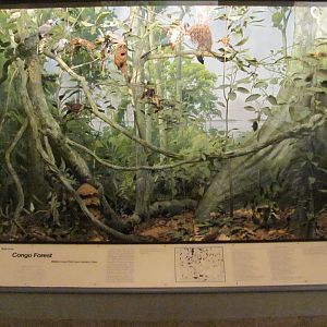 Hall of the Birds of the World Congo Forest Diorama