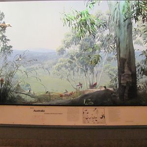 Hall of the Birds of the World Australia Diorama