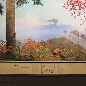 Hall of the Birds of the World Japan Diorama