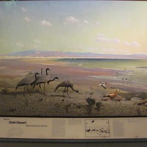 Hall of the Birds of the World Gobi Desert Diorama