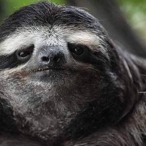 Brown Throated Three Toed Sloth