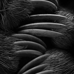 Brown Throated Three Toed Sloth