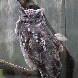 Vermiculated Eagle-Owl