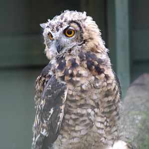 Mackinder's Eagle-Owl