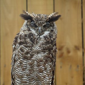 Southern Great Horned Owl