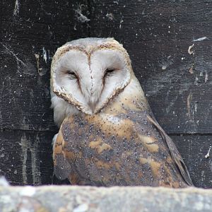African Barn Owl