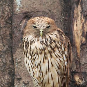 Vermiculated Fishing-Owl