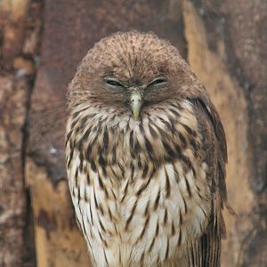 Vermiculated Fishing-Owl