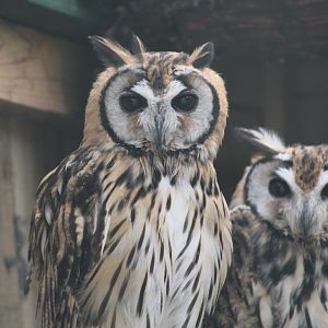 Southern Striped Owls