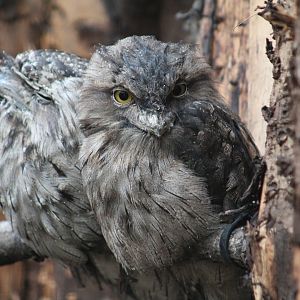 Tawny Frogmouths