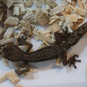 Paroedura androyensis