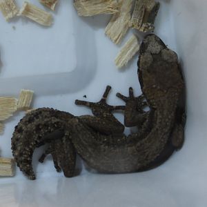 Paroedura androyensis