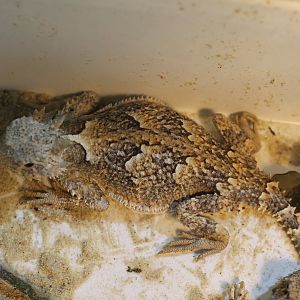 Desert horned lizard - Phrynosoma platyrhinos