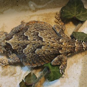 Phrynosoma platyrhinos