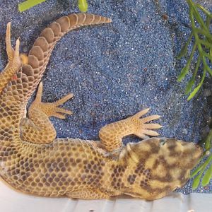 Teratoscincus scincus