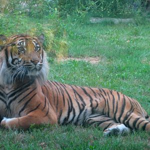 Sumatran Tiger - 08.2013