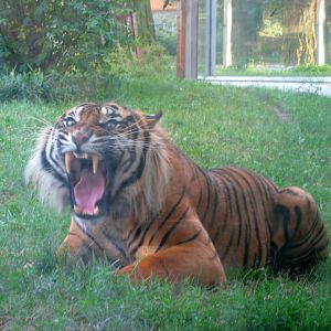 Sumatran Tiger - 08.2013