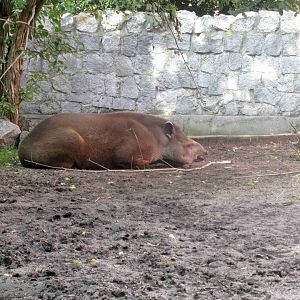 Brazilian Tapir - 08.2013