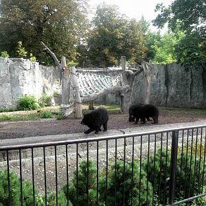 Thibetan Bears enclosure - 08.2013