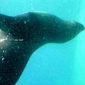 Cape Fur Seal underwater (previous location) - 08.2013