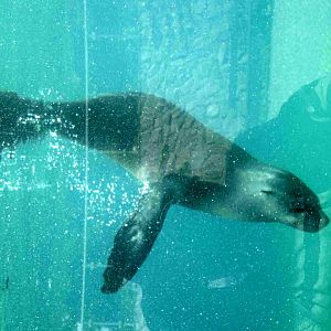 Cape Fur Seal underwater (previous location) - 08.2013