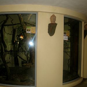 Terai Pavilion inside - Javan Black Giant Squirrel indoor exhibit - 08.2013