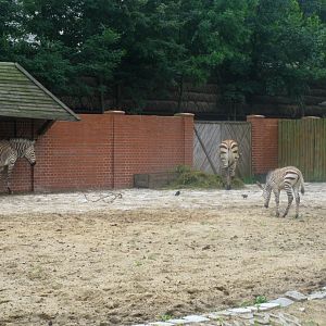 Hartmann's Mountain Zebras - 08.2013