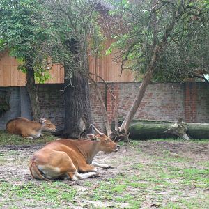 Javan Banteng females - 08.2013