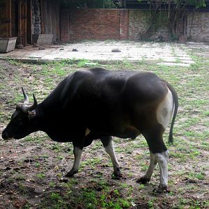 Javan Banteng male - 08.2013