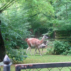 Southern America enclosure (Vicugna & Greater Rhea) - 08.2013