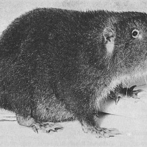 Mountain Beaver or Sewellel (Aplodontia rufa)