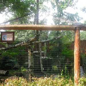 Northern Hawk-Owl Aviary - 08.2013