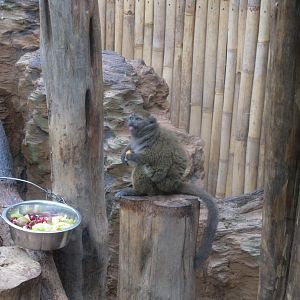 Lac Alaotra Bamboo Lemur (Hapalemur alaotrensis) - 08.2013